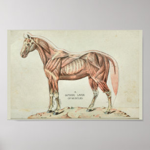 Paardenspieren  Anatomie Afdrukken Poster