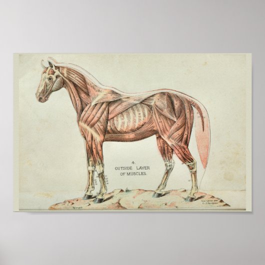 Paardenspieren  Anatomie Afdrukken Poster (Voorkant)