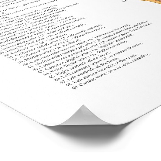 Paardenspieren Skeletspierstelsel- en anatomische  Poster (Hoek)