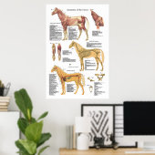 Paardenspieren Skeletspierstelsel- en anatomische  Poster (Thuiskantoor)