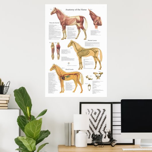 Paardenspieren Skeletspierstelsel- en anatomische  Poster (Thuiskantoor)