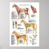 Paardenspieren Skeletspierstelsel- en anatomische  Poster (Voorkant)