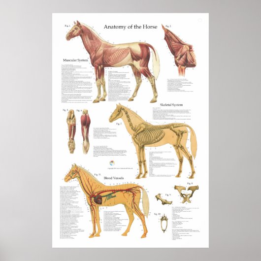 Paardenspieren Skeletspierstelsel- en anatomische  Poster (Voorkant)