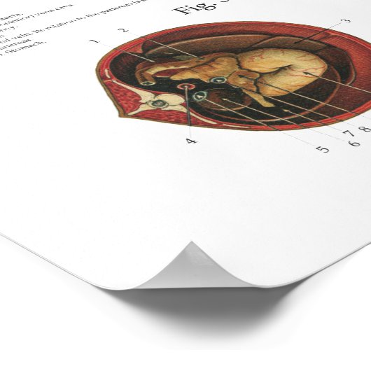 Paardenspieren Viscera Poster Anatomie (Hoek)