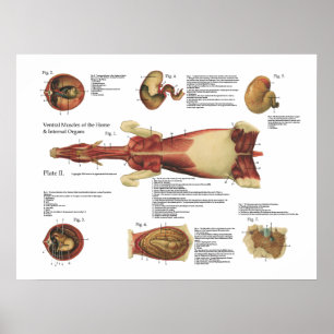 Paardenspieren Viscera Poster Anatomie