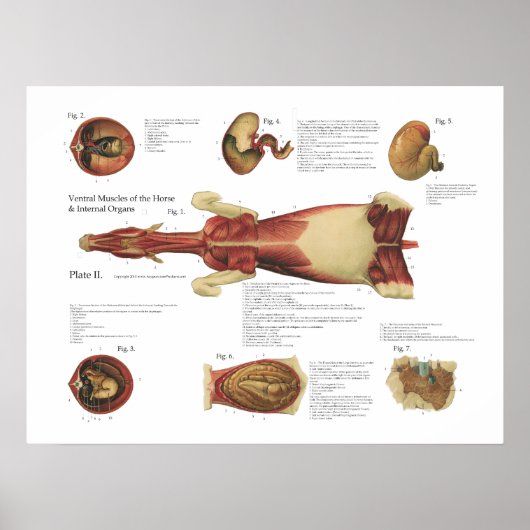 Paardenspieren Viscera Poster Anatomie (Voorkant)