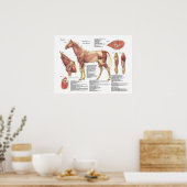 Paardenspierkramp Schouder Anatomie Grafiek Poster (Keuken)