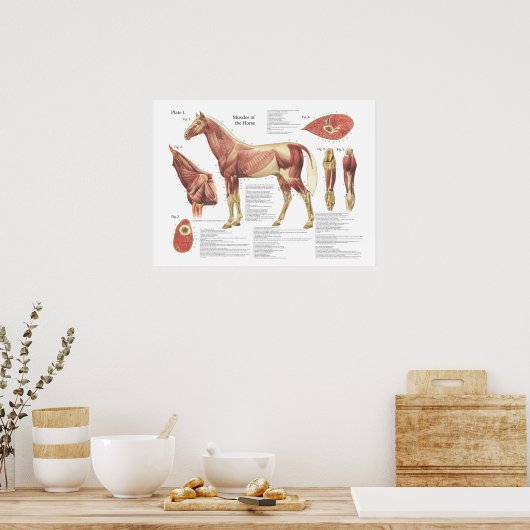 Paardenspierkramp Schouder Anatomie Grafiek Poster (Keuken)
