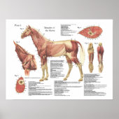 Paardenspierkramp Schouder Anatomie Grafiek Poster (Voorkant)