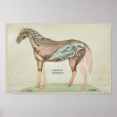 Paardenspijsverteringsapparatuur Interne anatomisc Poster (Voorkant)