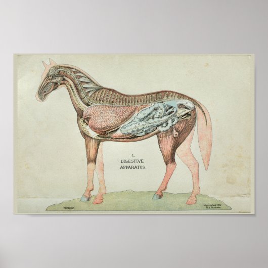 Paardenspijsverteringsapparatuur Interne anatomisc Poster (Voorkant)