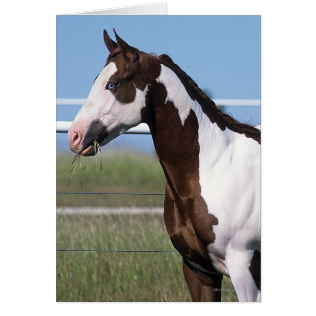 Paardenstand verven (Voorkant)