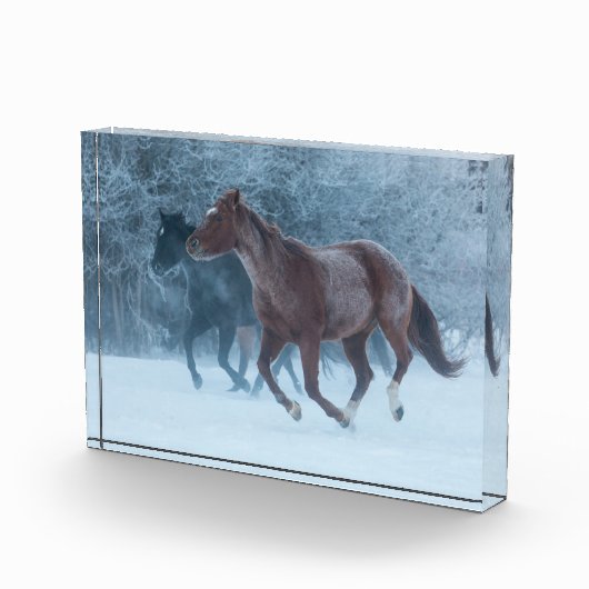 Paardenstation Fotoblokken (Rechts)