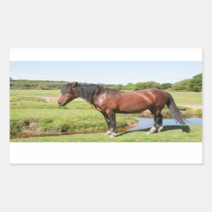 Paardenstickers Rechthoekige Sticker