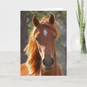 Paardensympathiekaart Kaart (Voorkant)