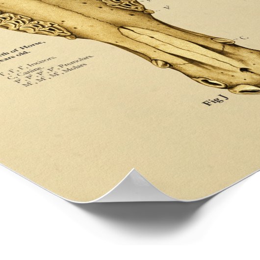 Paardentale anatomieleeftijd van paarden door de T Poster (Hoek)