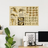 Paardentale anatomieleeftijd van paarden door de T Poster (Thuiskantoor)