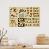 Paardentale anatomieleeftijd van paarden door de T Poster (Keuken)