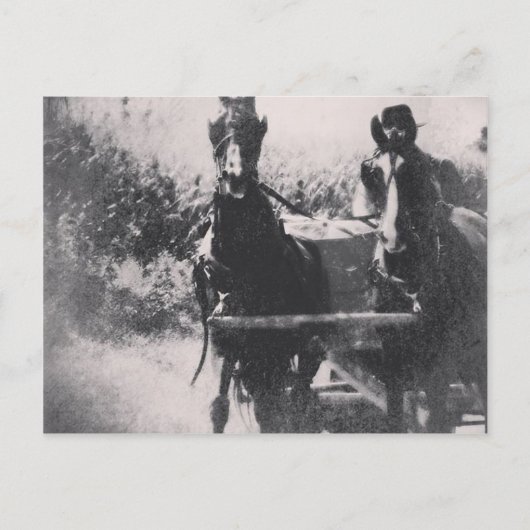 Paardenteam #paard #amish briefkaart (Voorkant)