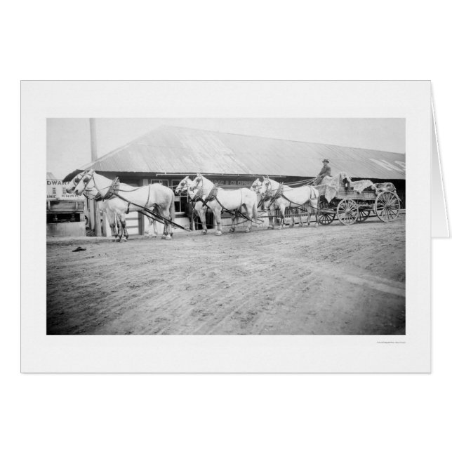 Paardenteam van Fairbanks 1915 (Voorkant Horizontaal)