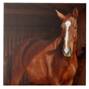 paardentegel schuur tegeltje