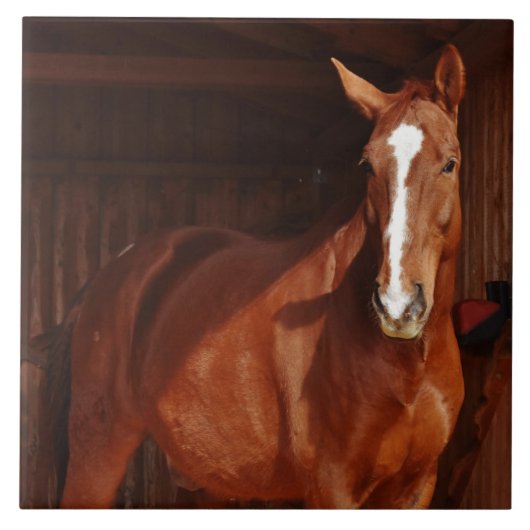 paardentegel schuur tegeltje (Voorkant)