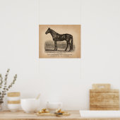  paardentekening. De bekendste rassen. Poster (Keuken)
