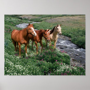 Paardentrio afdrukken poster