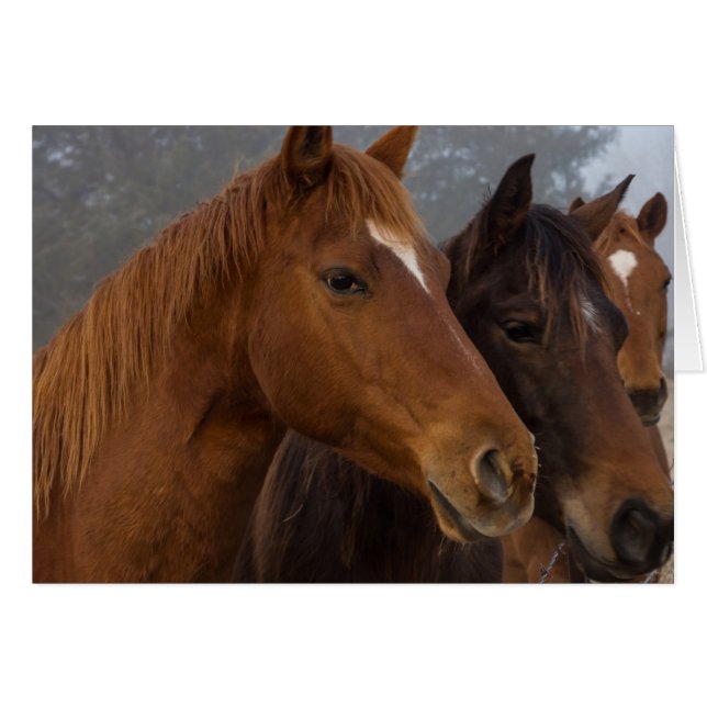 Paardentriplets (Voorkant Horizontaal)