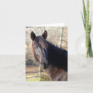 Paardenverjaardagskaarten Kaart