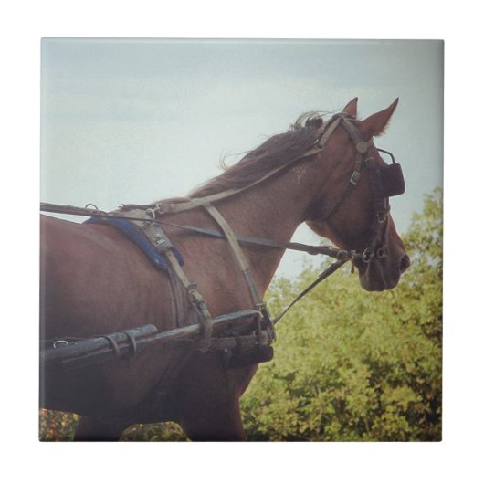 Paardenvervoer Tegeltje (Voorkant)