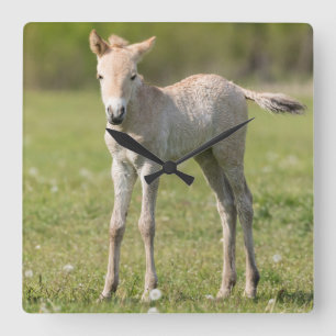 Paardenveulen van Przewalski, Hongarije Vierkante Klok