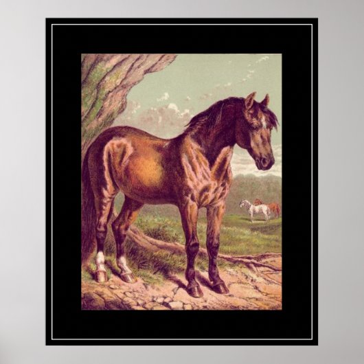 Paardenvintageprint uit de 1800 poster (Voorkant)