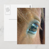 Paardenvisie Briefkaart (Voorkant / Achterkant)