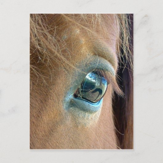 Paardenvisie Briefkaart (Voorkant)