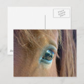 Paardenvisie Briefkaart (Voorkant / Achterkant)