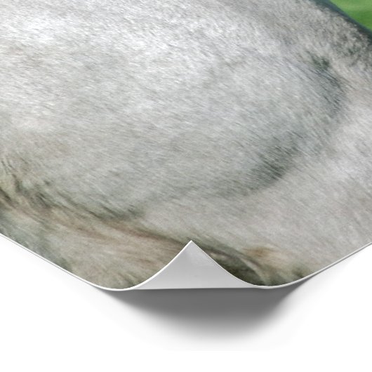 Paardenvoer Poster (Hoek)
