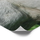 Paardenvoer Poster (Hoek)