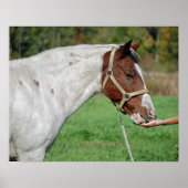 Paardenvoer Poster (Voorkant)