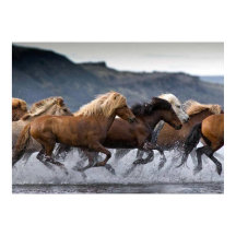 Paardenvorst, Papier poster