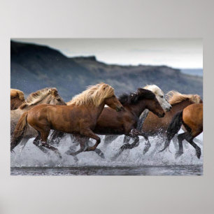Paardenvorst, Papier poster