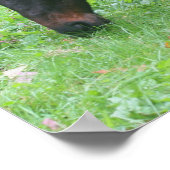 Paardenvrienden BFF Grazing Animal Poster (Hoek)