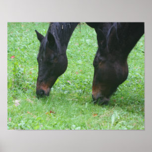 Paardenvrienden BFF Grazing Animal Poster
