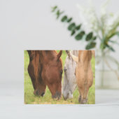 Paardenvrienden Briefkaart (Staand voorkant)