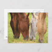 Paardenvrienden Briefkaart (Voorkant / Achterkant)