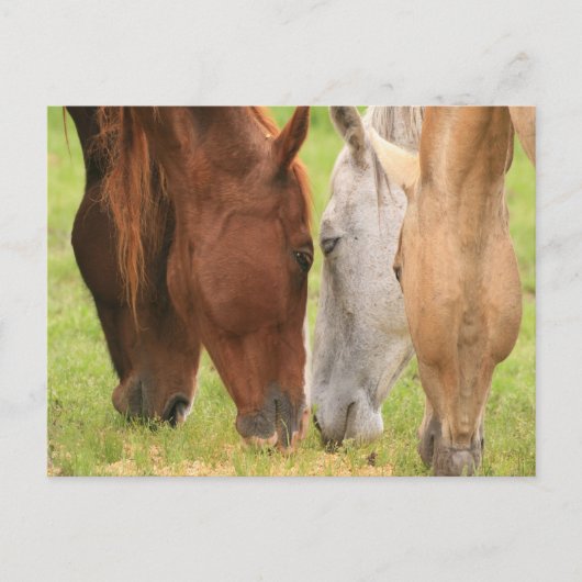 Paardenvrienden Briefkaart (Voorkant)