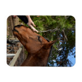 Paardenvrienden Forever, Flexible Magnet Magneet (Horizontaal)