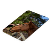 Paardenvrienden Forever, Flexible Magnet Magneet (Linkerzijde)