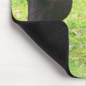 Paardenvrienden grazen muismat (Hoek)