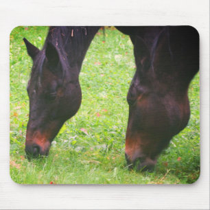 Paardenvrienden grazen muismat